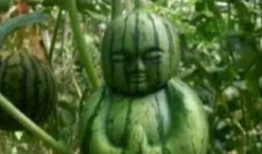 加拿大超市吃瓜,一场视觉与味蕾的盛宴